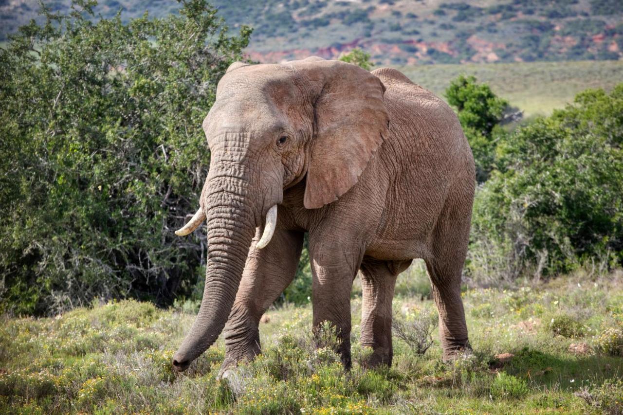 Bush Lodge - Réserve animalière d'Amakhala Extérieur photo