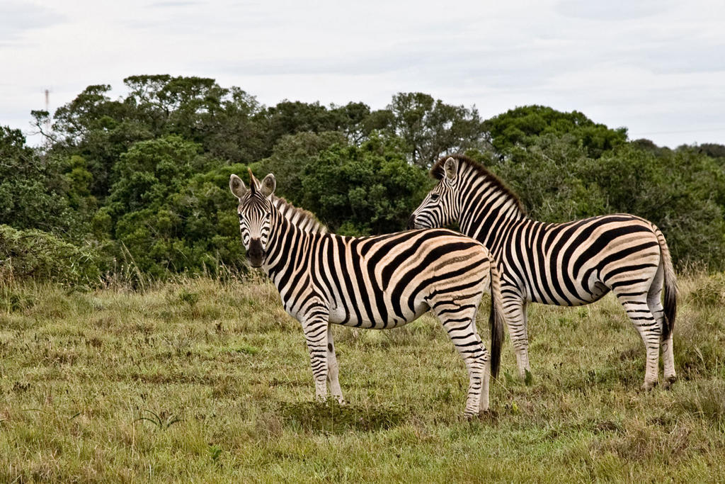 Bush Lodge - Réserve animalière d'Amakhala Extérieur photo