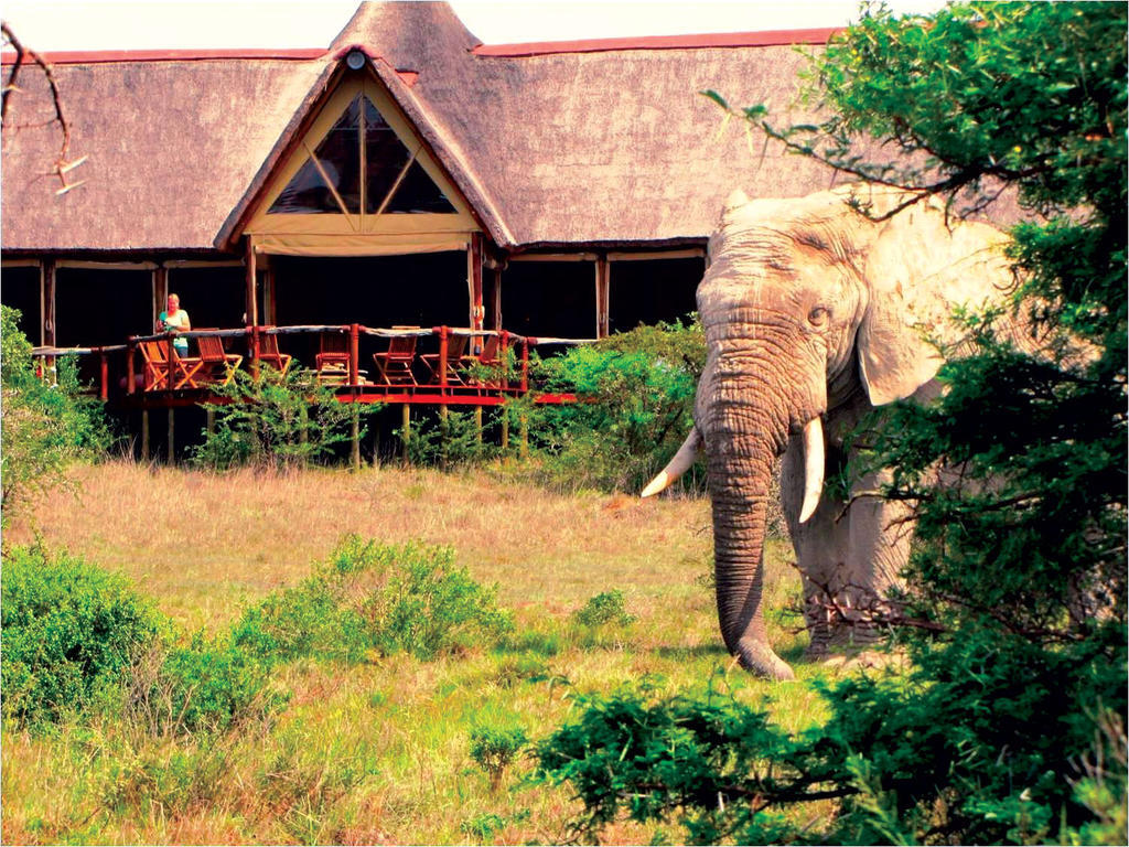 Bush Lodge - Réserve animalière d'Amakhala Extérieur photo